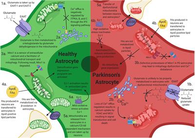 Mitochondrial Dysfunction in Astrocytes: A Role in Parkinson’s Disease?